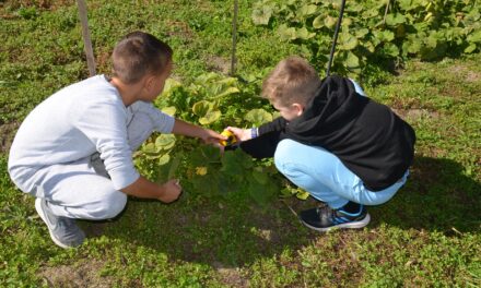 Oktatás és fenntarthatóság – fenntartható oktatás