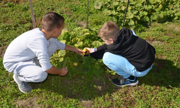 Oktatás és fenntarthatóság – fenntartható oktatás