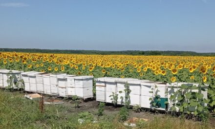 Méhpusztulás és kései fagyok tizedelik a gyümölcstermést Vajdaságban
